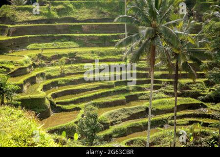 Beautiful rice terraces in the moring light near Tegallalang village, Ubud, Bali, Indonesia. Stock Photo