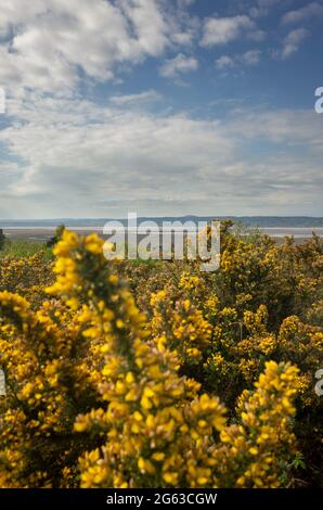 View of the Dee Estuary and Welsh Hills from the Cleaver Heath Nature Reserve at Heswall Wirral England UK Stock Photo