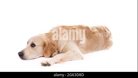 Golden retriever dog lying sideways with head down Stock Photo