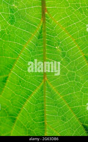 Green beaves pattern background. Leaf texture and background. Stock Photo