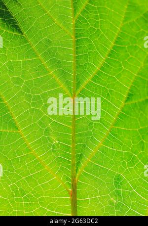 Green beaves pattern background. Leaf texture and background. Stock Photo