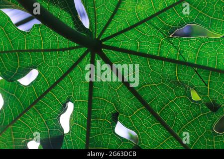 Green beaves pattern background. Leaf texture and background. Stock Photo