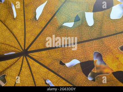 Green beaves pattern background. Leaf texture and background. Stock Photo