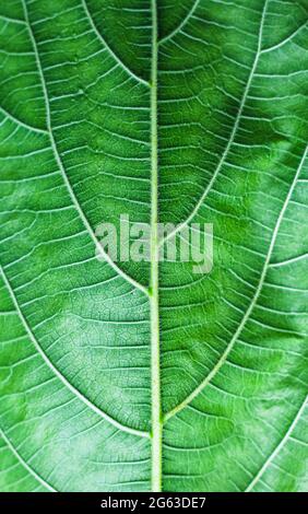 Green beaves pattern background. Leaf texture and background. Stock Photo