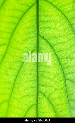 Green beaves pattern background. Leaf texture and background. Stock Photo