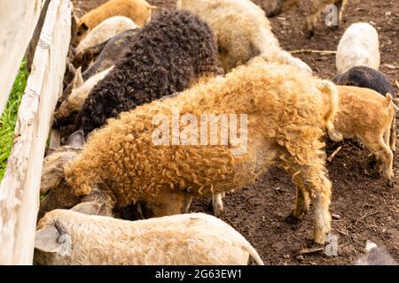 Contact zoo with cute mangalica curly pigs Stock Photo