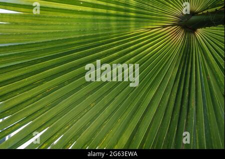 The underside of date palm fronds Stock Photo