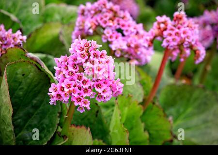 Pink flowers of Bergenia cordifolia, Heartleaf Bergenia, growing in the garden in the spring. Bergenia is an evergreen perennial plant. Stock Photo