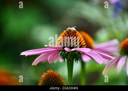 Echinacea flower in a garden Stock Photo