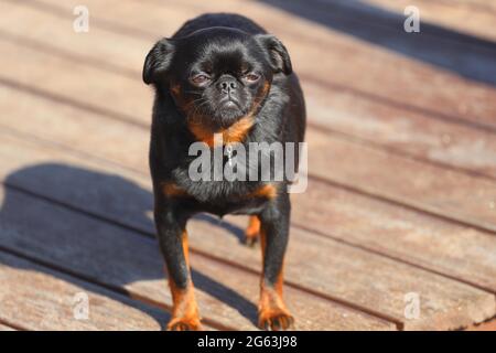 small dog of breed Brabant Griffon. High quality photo Stock Photo