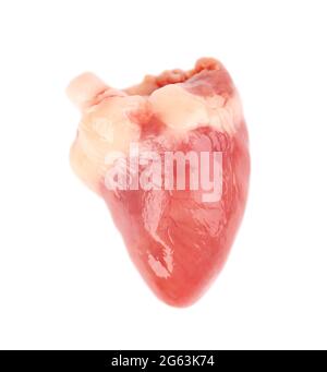 Chicken heart raw isolated on white background. Fresh chicken broiler heart. Close up Stock Photo