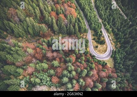 Scenic view of road curve between evergreen pines Stock Photo