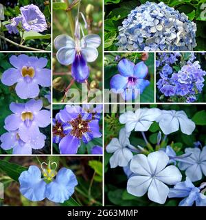 Set of blue flowers Stock Photo