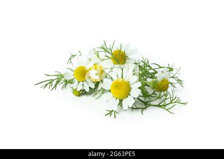 Beautiful chamomile flowers isolated on white background Stock Photo