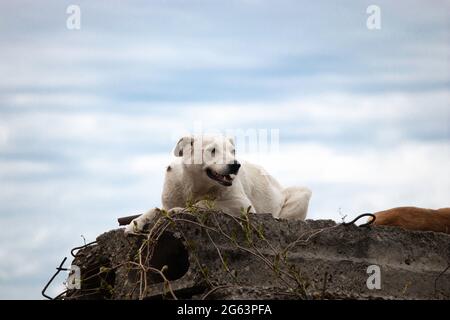 white street dog sits on concrete blocks above the fence against the background of the red roof Stock Photo