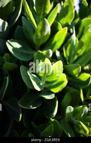 Leaves of Sedum spectabile succulent lit from the side by the sun. Stock Photo