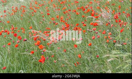 An expanse of bright red poppies growing in grassland, blowing in the breeze on a sand dune near the coast Stock Photo