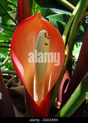 Philodendron flower (Philodendron undulatum) and insects Stock Photo