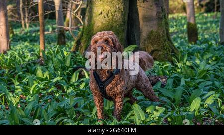 A Red cockapoo dog standing in a mature woodland during an early morning walk in a mature woodland Stock Photo
