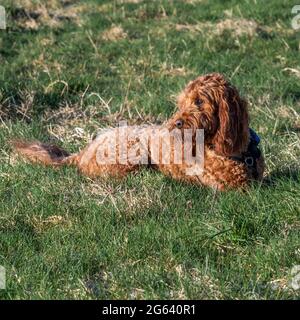 A Red Cockapoo lying on the grass in the sun but remaining very attentive Stock Photo