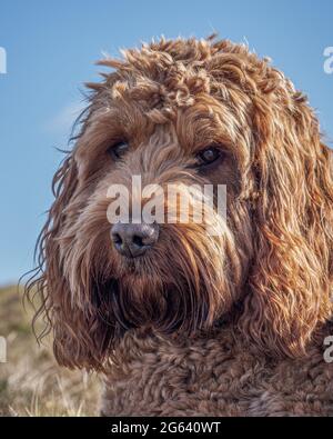 A headshot of my red cockapoo taken during a walk in the mountains near our home Stock Photo