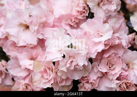 Double pink azalea flowers texture background, soft light Stock Photo