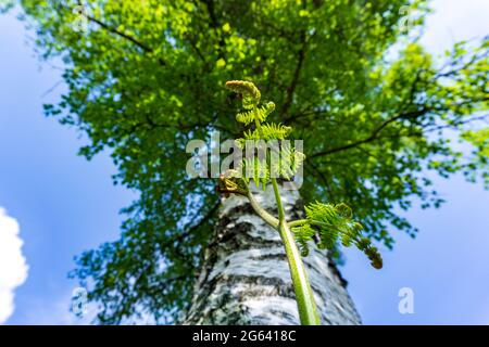 A curled up fern gently extends outwards under the watch of the old silver birch tree Stock Photo