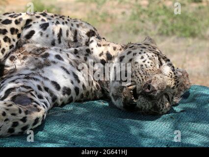 Beawar, India. 01st July, 2021. Beawar, Rajasthan, India, July 1, 2021: Dead body of adult female panther at forest office in Beawar, found at entrance of a cave on mountain in a village. After postmortem, Doctor told that panther was five to six years old. She was died four to five days ago. Her stomach was empty, so she died due to hunger and thirst. Dead panther was cremated according to Hindu rituals. Credit: Sumit Saraswat/Ģ����ý Live News Stock Photo