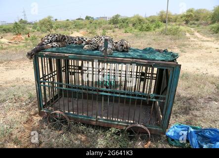 Beawar, India. 01st July, 2021. Beawar, Rajasthan, India, July 1, 2021: Dead body of adult female panther at forest office in Beawar, found at entrance of a cave on mountain in a village. After postmortem, Doctor told that panther was five to six years old. She was died four to five days ago. Her stomach was empty, so she died due to hunger and thirst. Dead panther was cremated according to Hindu rituals. Credit: Sumit Saraswat/Ģ����ý Live News Stock Photo