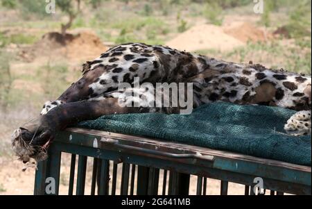 Beawar, India. 01st July, 2021. Beawar, Rajasthan, India, July 1, 2021: Dead body of adult female panther at forest office in Beawar, found at entrance of a cave on mountain in a village. After postmortem, Doctor told that panther was five to six years old. She was died four to five days ago. Her stomach was empty, so she died due to hunger and thirst. Dead panther was cremated according to Hindu rituals. Credit: Sumit Saraswat/Ģ����ý Live News Stock Photo