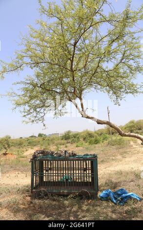 Beawar, India. 01st July, 2021. Beawar, Rajasthan, India, July 1, 2021: Dead body of adult female panther at forest office in Beawar, found at entrance of a cave on mountain in a village. After postmortem, Doctor told that panther was five to six years old. She was died four to five days ago. Her stomach was empty, so she died due to hunger and thirst. Dead panther was cremated according to Hindu rituals. Credit: Sumit Saraswat/Ģ����ý Live News Stock Photo