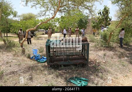 Beawar, India. 01st July, 2021. Beawar, Rajasthan, India, July 1, 2021: Dead body of adult female panther at forest office in Beawar, found at entrance of a cave on mountain in a village. After postmortem, Doctor told that panther was five to six years old. She was died four to five days ago. Her stomach was empty, so she died due to hunger and thirst. Dead panther was cremated according to Hindu rituals. Credit: Sumit Saraswat/Ģ����ý Live News Stock Photo