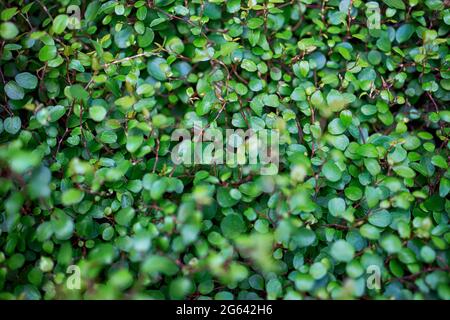 Callisia repens, also known as creeping inchplant, Bolivian Jew or turtle vine, is a succulent creeping plant from the family Commelinaceae. Plant in Stock Photo