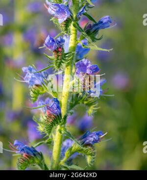 Purple viper's-bugloss (Echium plantagineum) flowering in the summer. Blooming Paterson's curse plant. Stock Photo