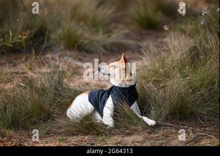 Cute small dog in winter clothes Stock Photo