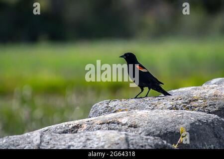 A red winged blackbird standing on a rock bridge. Stock Photo