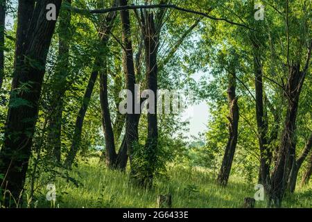 Trees grow in the evening summer forest. The photo was taken in Chelyabinsk, Russia. Stock Photo
