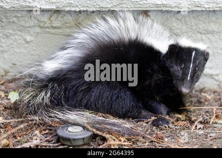 Juvenile Striped Skunk Close-up. Santa Clara County, California, USA. Stock Photo