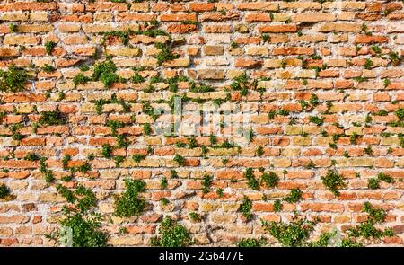 Texture of medieval masonry with shoots of plants. Background Stock Photo
