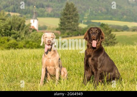 Brown Flat coated retriever puppy and Weimarane on a summer meadow. Hunting season. Pointer and retriever. Stock Photo