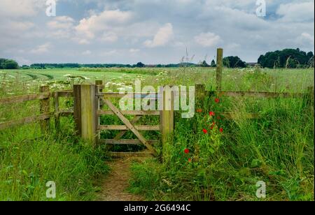 Wooden swing-gate and footpath flanked by flowering wild flowers  though farmland under bright cloudy sky near Minster Way in Beverley, Yorkshire, UK. Stock Photo