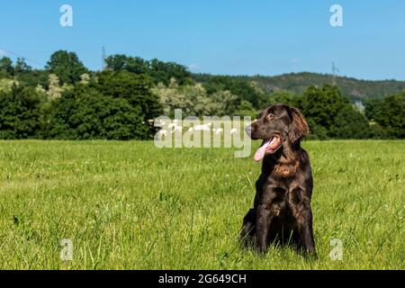 Puppy brown flat coated retriever on a green meadow. Hunting dog. Summer morning on a pasture with a dog. Stock Photo