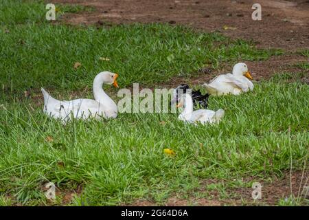 A white goose and three ducks one being a mixed black and white sitting together in the grass on a farm quietly on a sunny afternoon in summertime Stock Photo