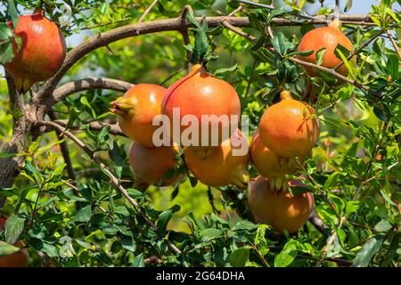 Close up showing group of Pomegranate fruits, growing with green leaves on branches in horticulture garden . Stock Photo