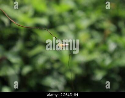 Close up of a yellow, white mixed brown spider on a dead vine Stock Photo