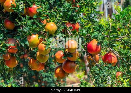 Bunches of red  Pomegranate fruits,Punica Granatum hanging ,growing  with green leaves on branches in horticultural garden . Stock Photo