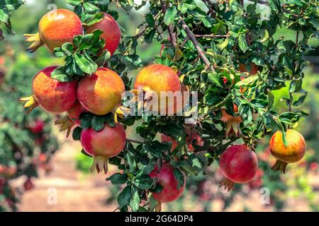 Bunches of red  Pomegranate fruits,Punica Granatum hanging, growing                      with green leaves on branches in horticultural garden. Stock Photo