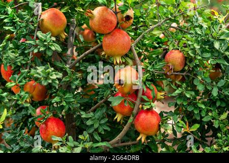 Bunches of red  Pomegranate fruits,Punica Granatum hanging ,growing with green leaves on branches in horticultural garden. Stock Photo