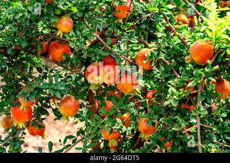 Bunches of red Pomegranate fruits,Punica Granatum hanging, growing      on branches in horticultural garden . Stock Photo