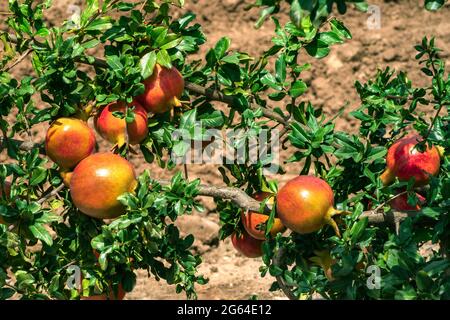 Close up showing bunches of red Pomegranate fruits, Punica Granatum  hanging, growing  with green leaves on branches in horticultural  garden. Stock Photo